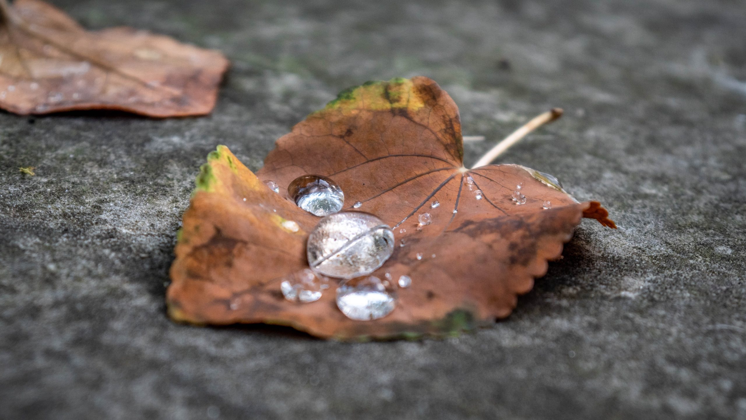 Wassertropfen auf einem braunen Blatt auf dem Boden.