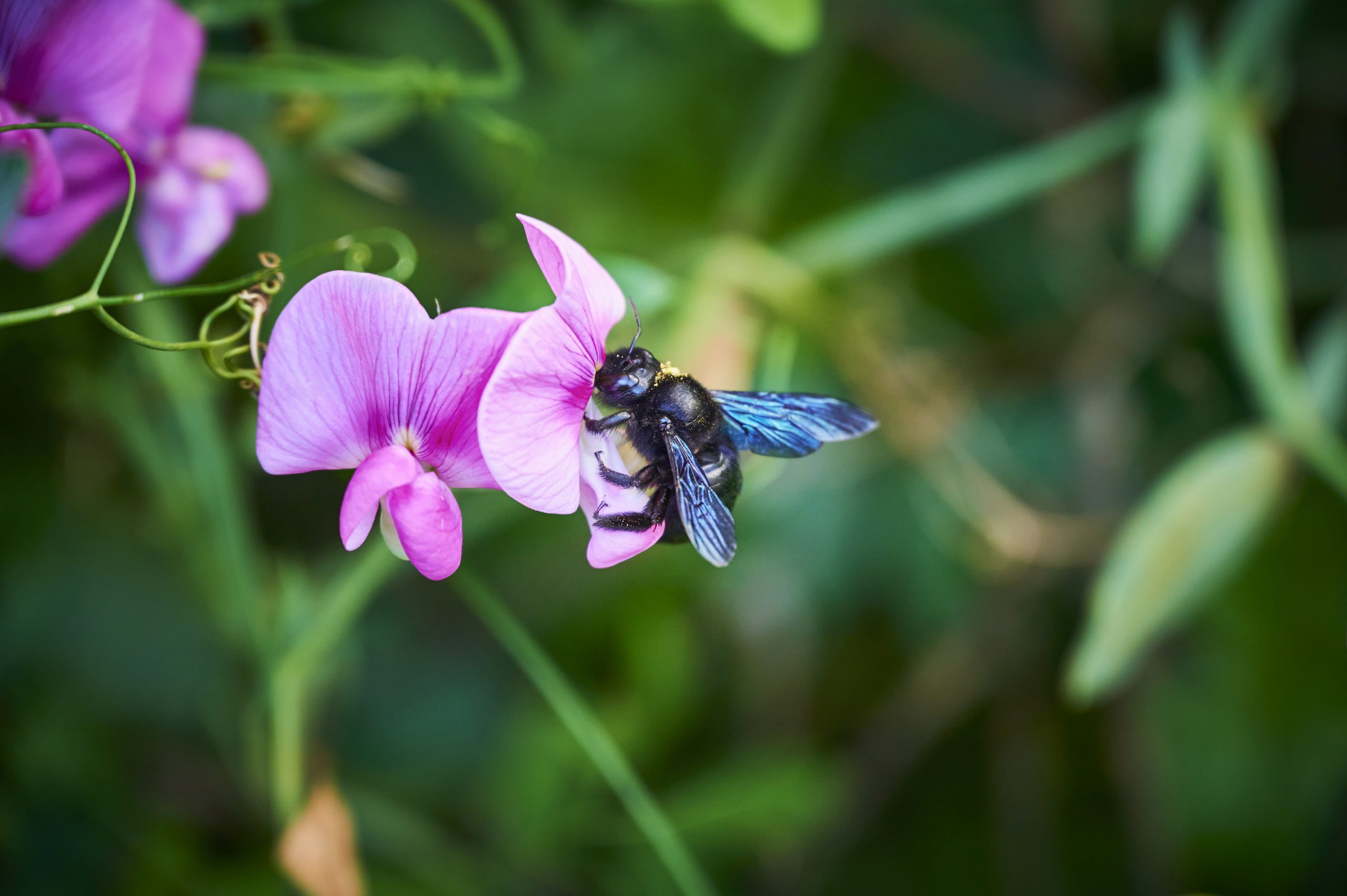 Blauschwarze Holzbiene auf lila Blüte